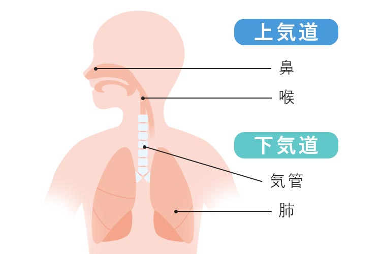 呼吸器内科